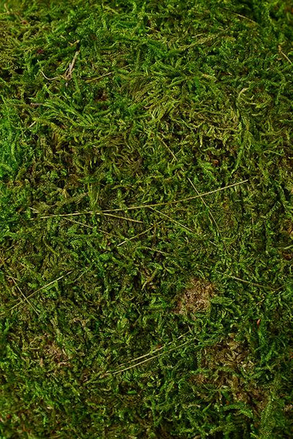 7" Moss Ball Green Sphere
