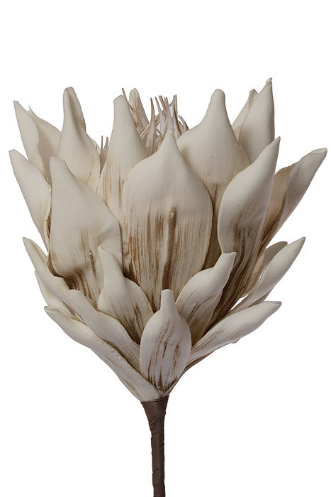 35" Protea Foam Spray Cream