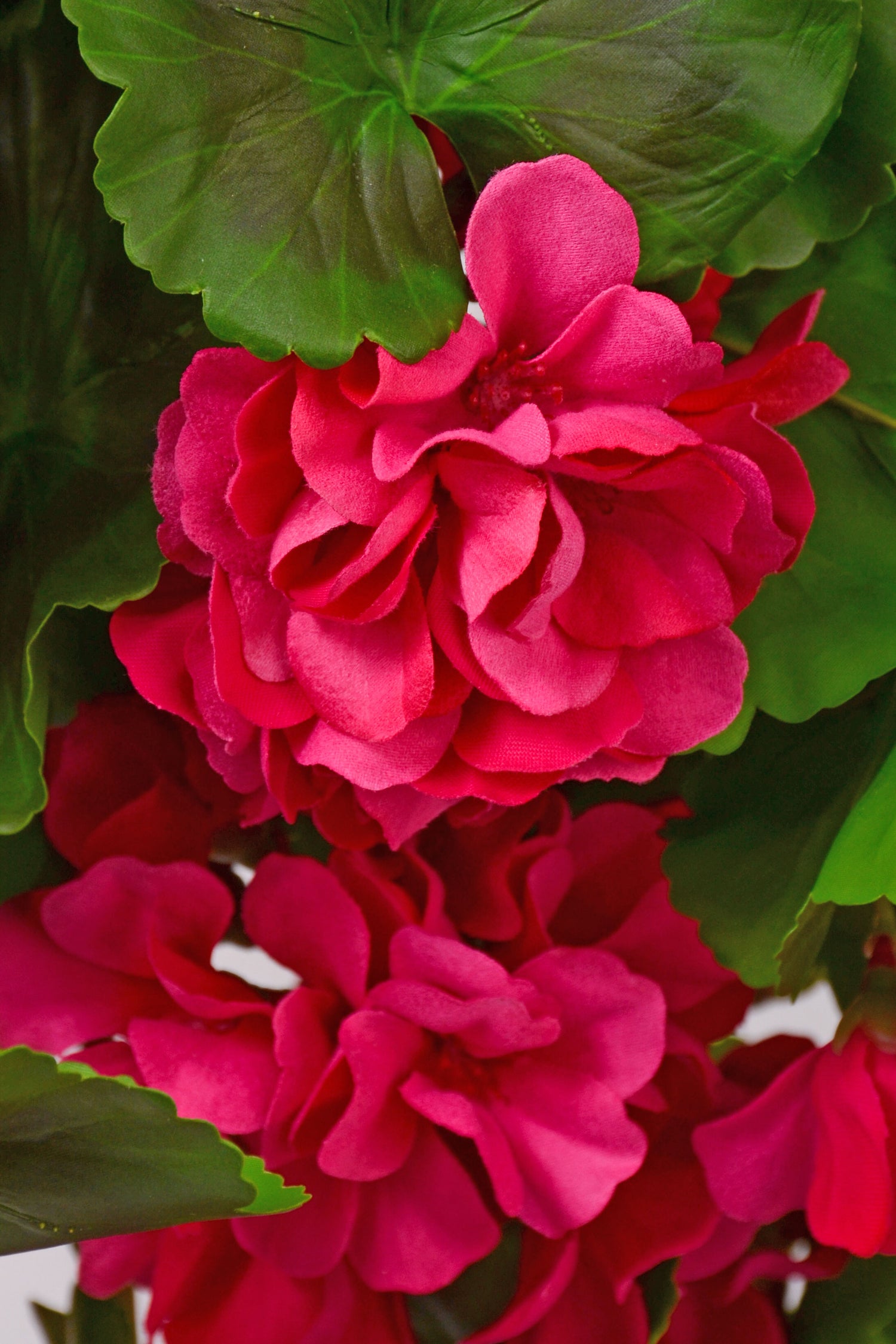 33" Uv Silk Natural Touch Hanging Geranium Hot Pink