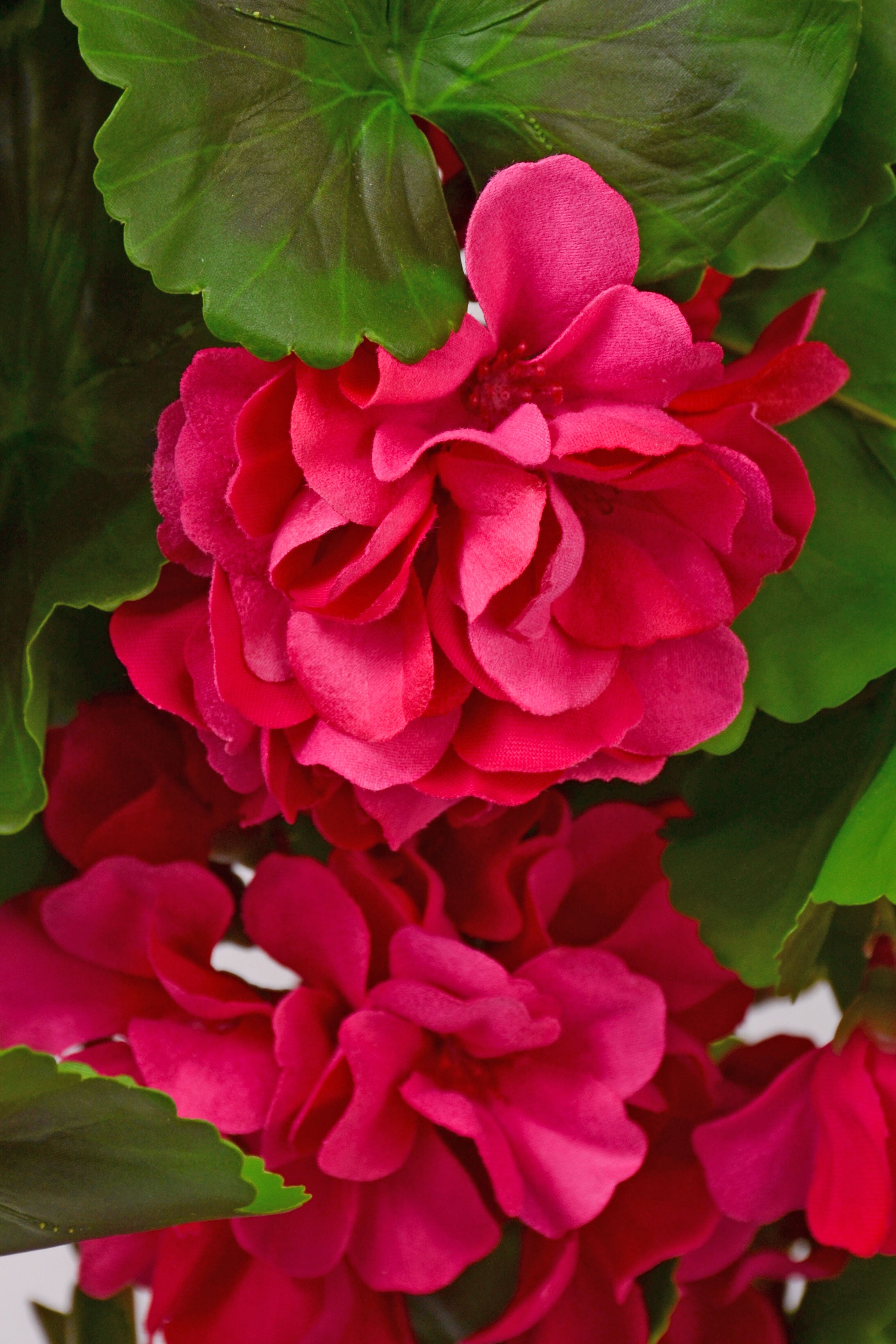 33" Uv Silk Natural Touch Hanging Geranium Hot Pink