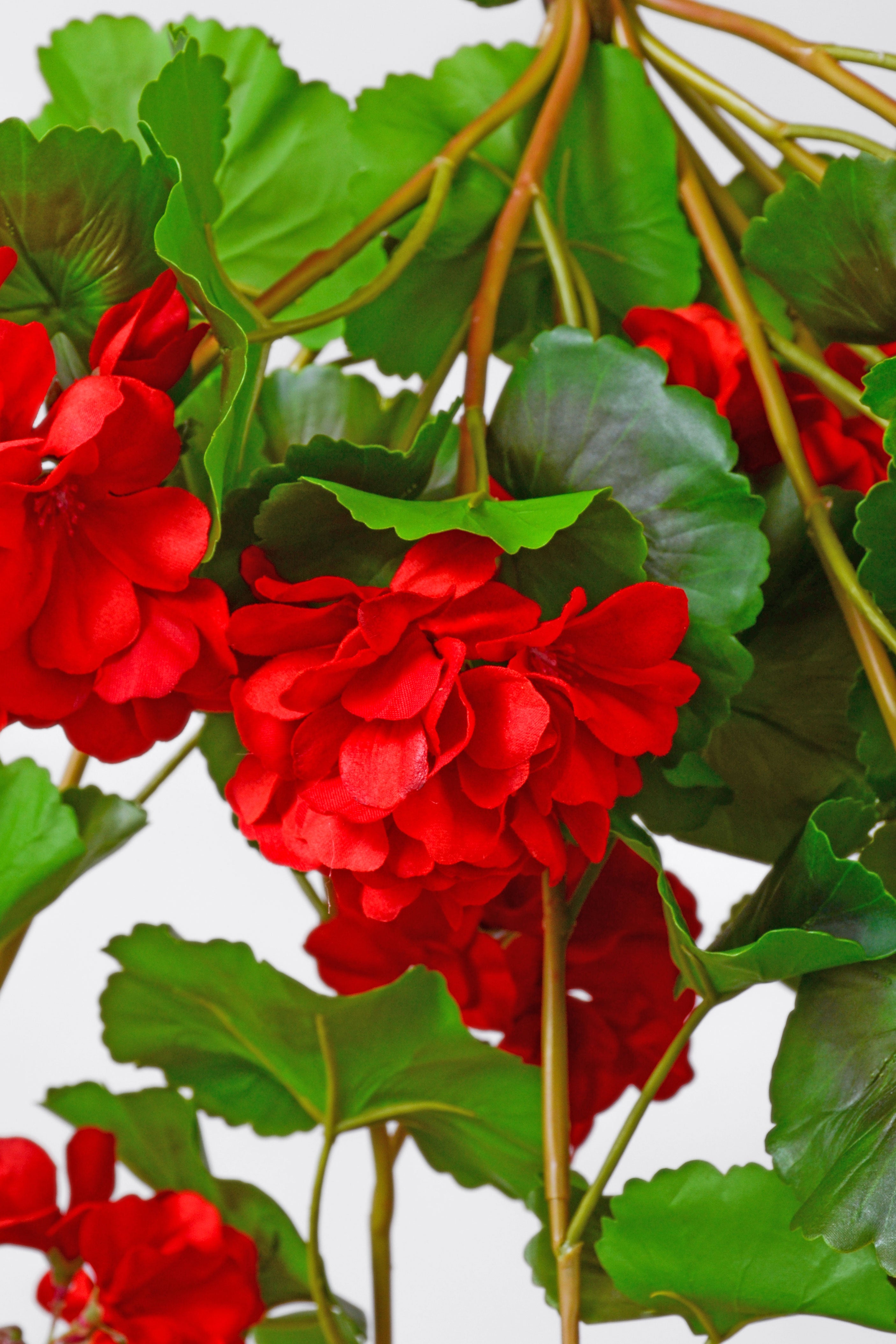 33" Uv Silk Natural Touch Hanging Geranium Red