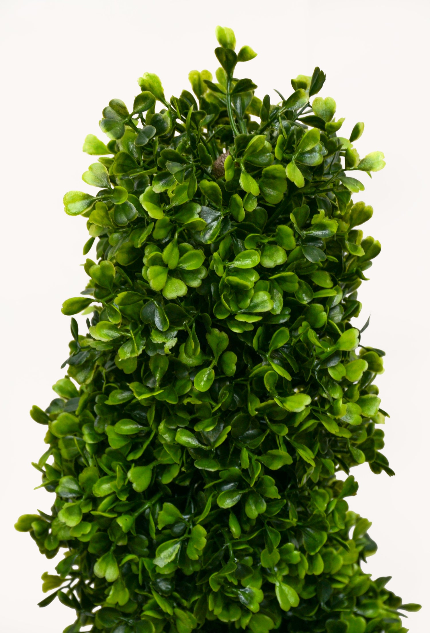 4Ft Pond Boxwood Spiral Topiary in pot Green