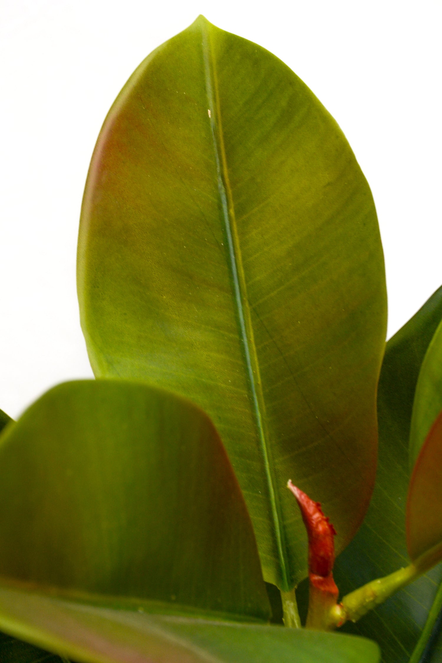 5ft 3in Artificial Rubber Leaf Tree Green