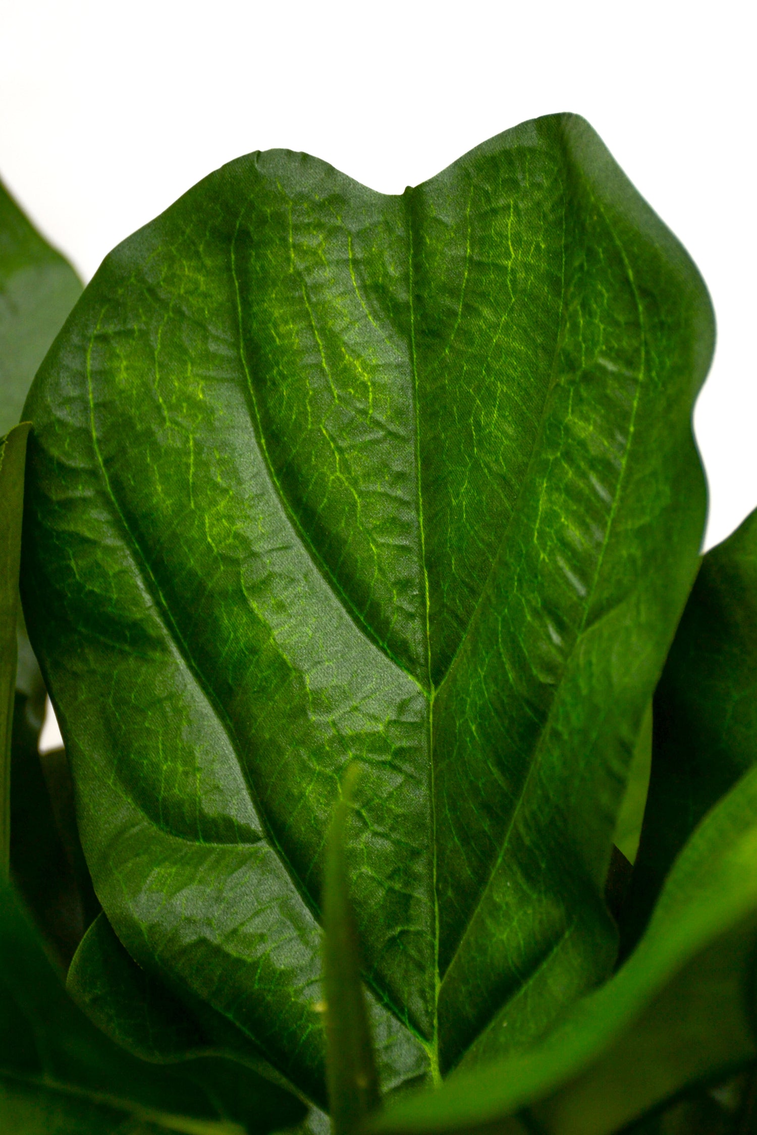 5Ft Artificial UV Potted Fiddle Leaf Fig Tree Two Tone Green