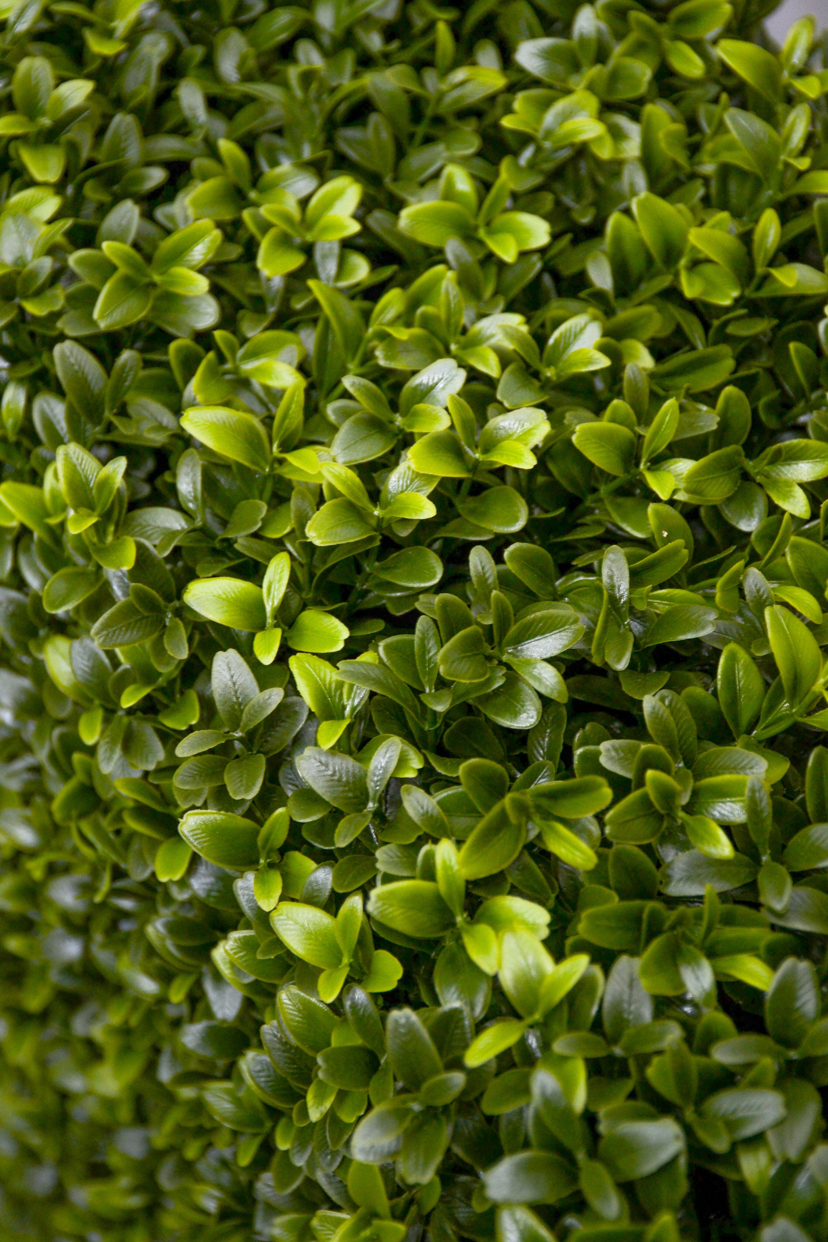33 x 9 x 46 Boxwood Hedge Two Tone Green