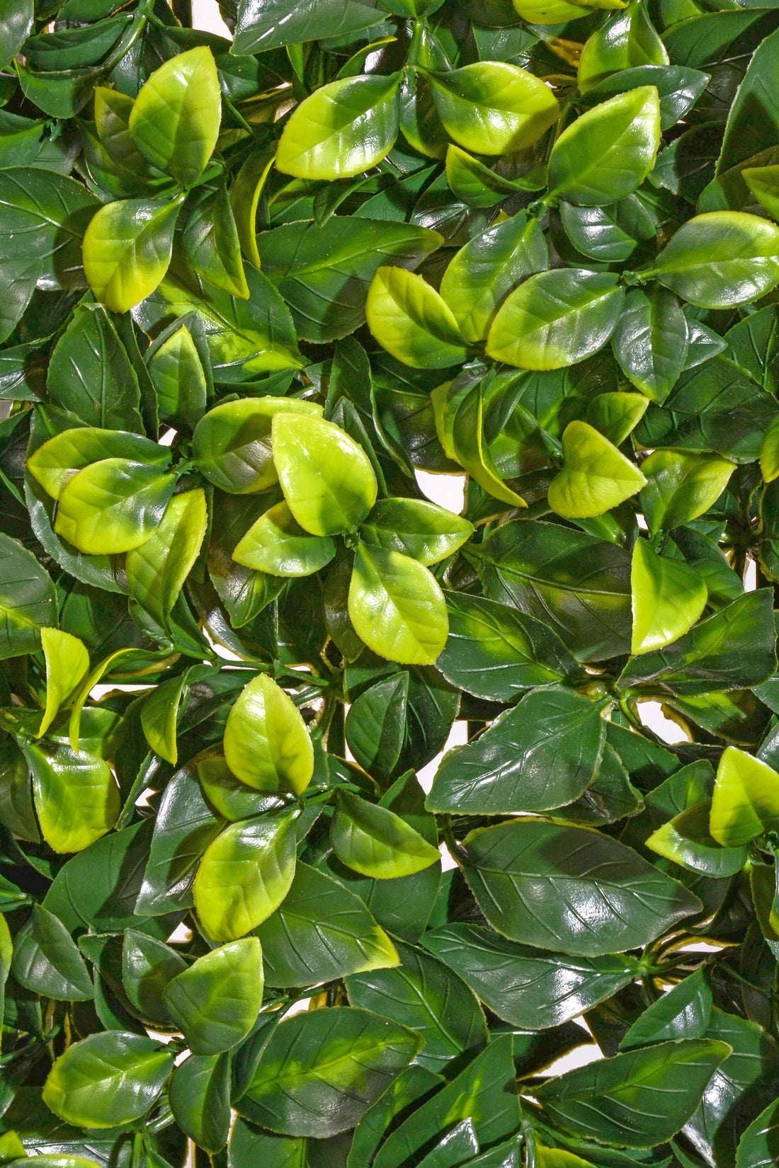 20" UV Boxwood Mat Green