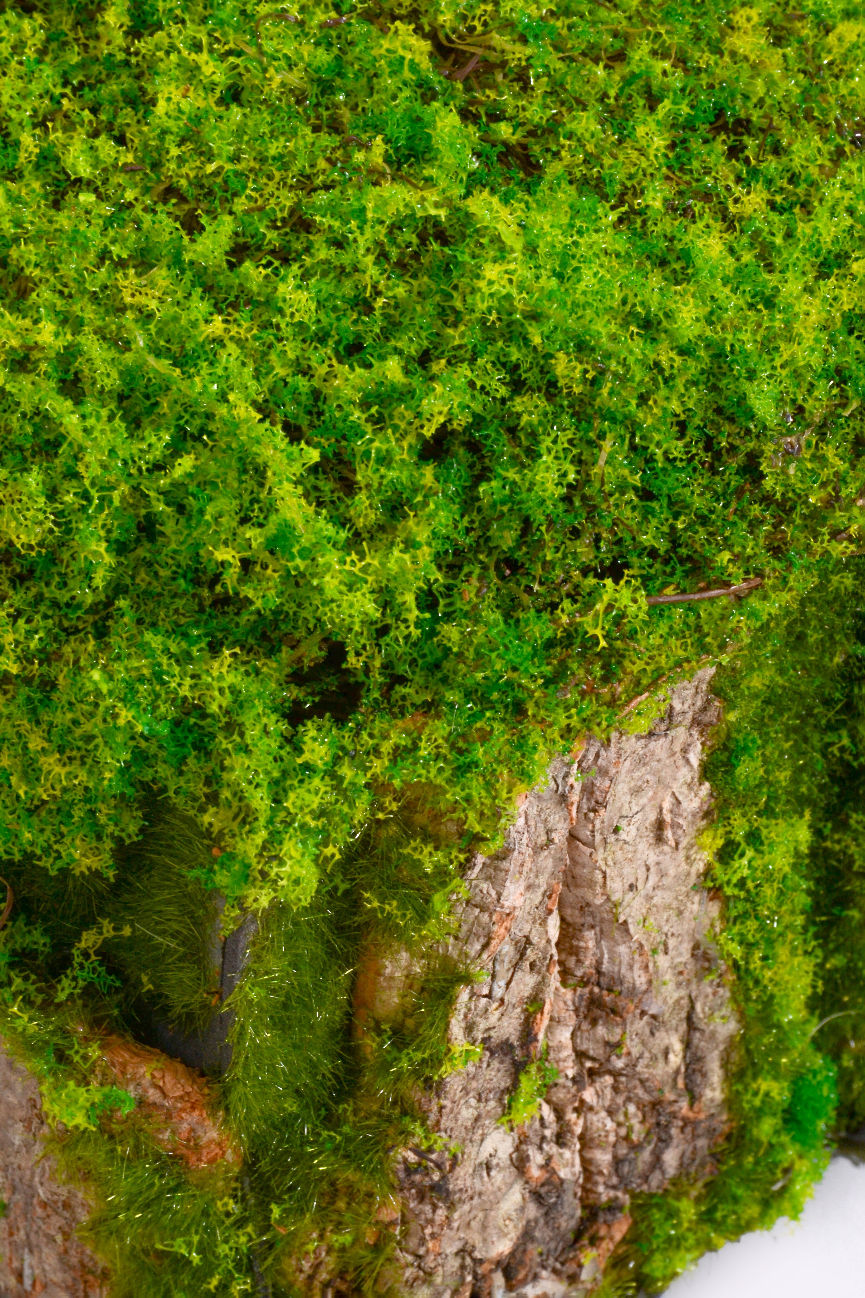 18"X 6" X 5" Bark Rack W/Moss Green