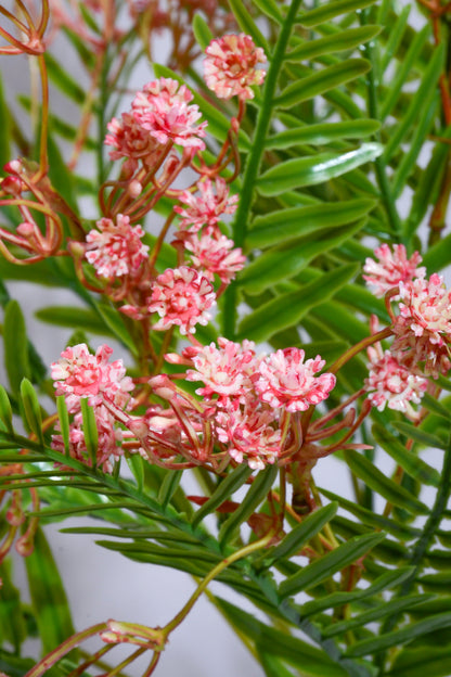 21" Plastic Gypso Fern Bush Pink