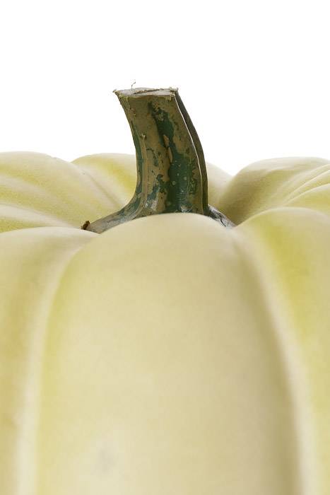 7.5" X 6" Latex Harvest Vine Pumpkin Cream