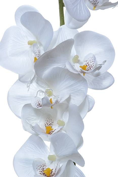 52" Orchid Garland White