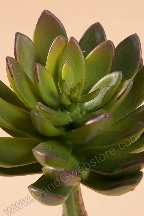 9" Echeveria Pulidonis Green