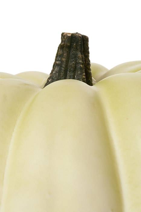 12" X "8.5" Latex Harvest Vine Pumpkin Cream