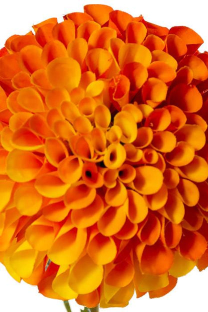 31" Silk Dahlia Spray Orange/yellow