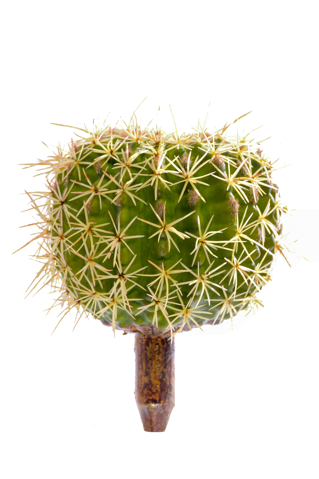 8" X 5" Barrel Cactus Pick Green