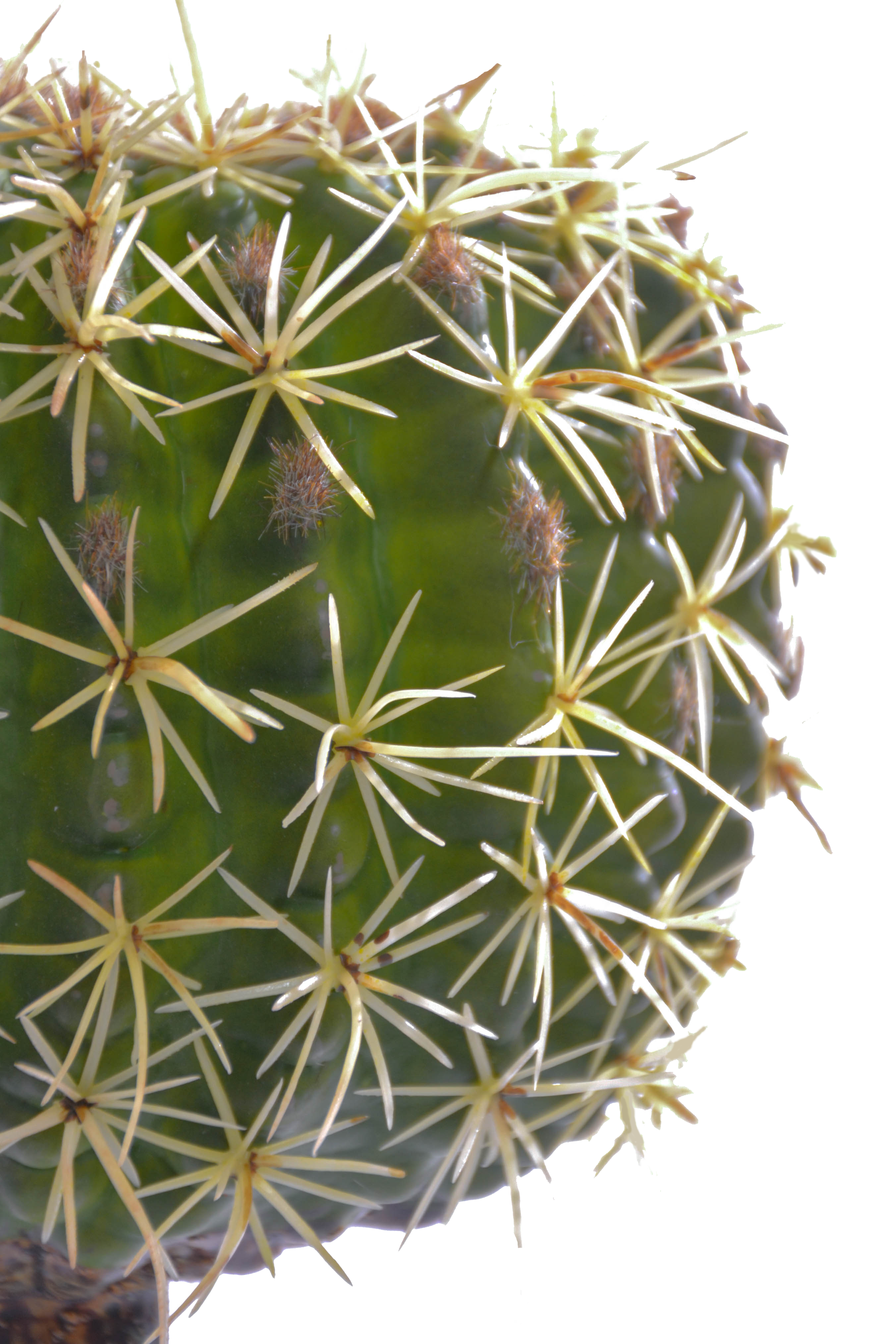 8" X 5" Barrel Cactus Pick Green