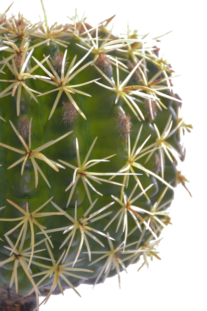 8" X 5" Barrel Cactus Pick Green