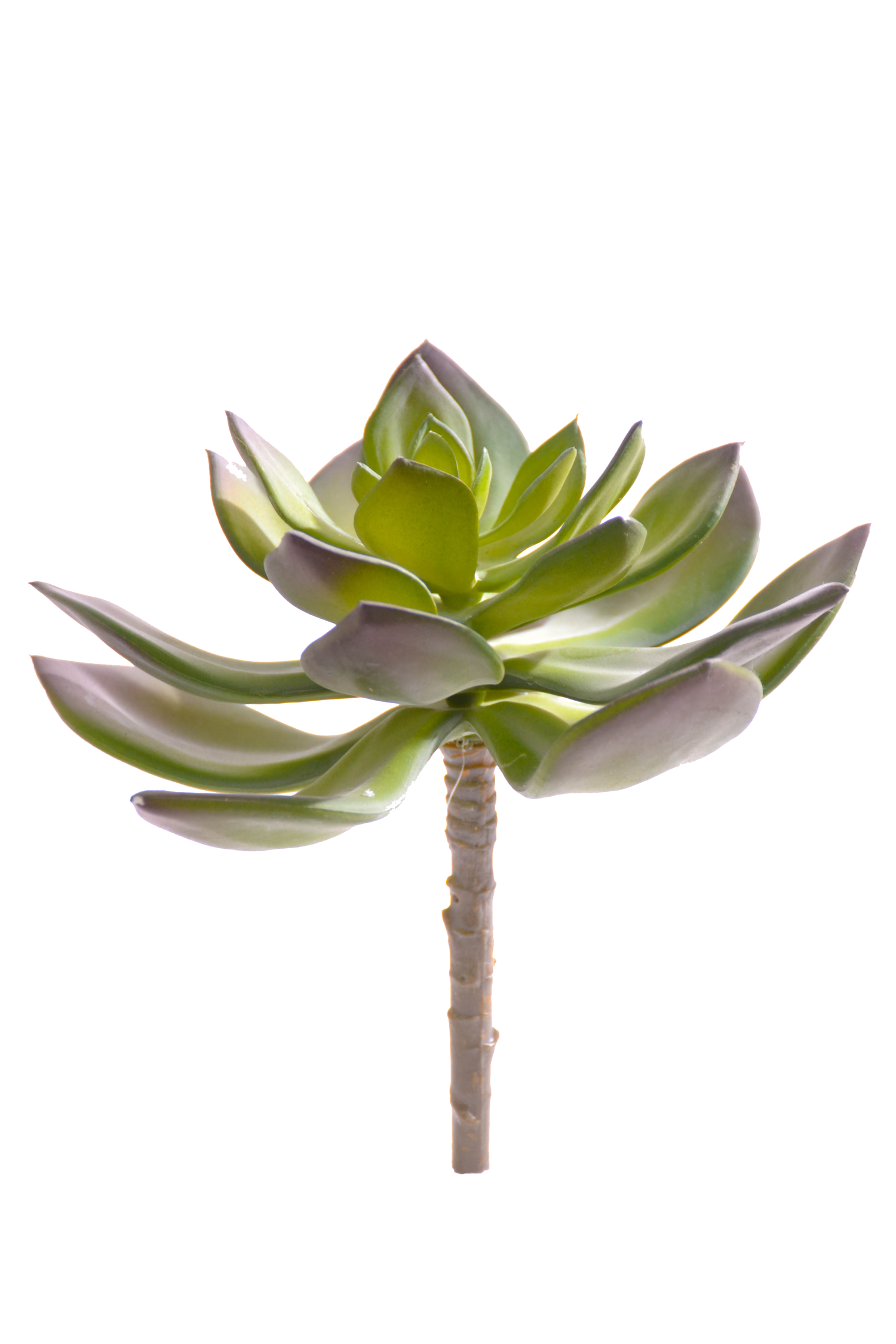 6" Echeveria Pick Green/burgundy