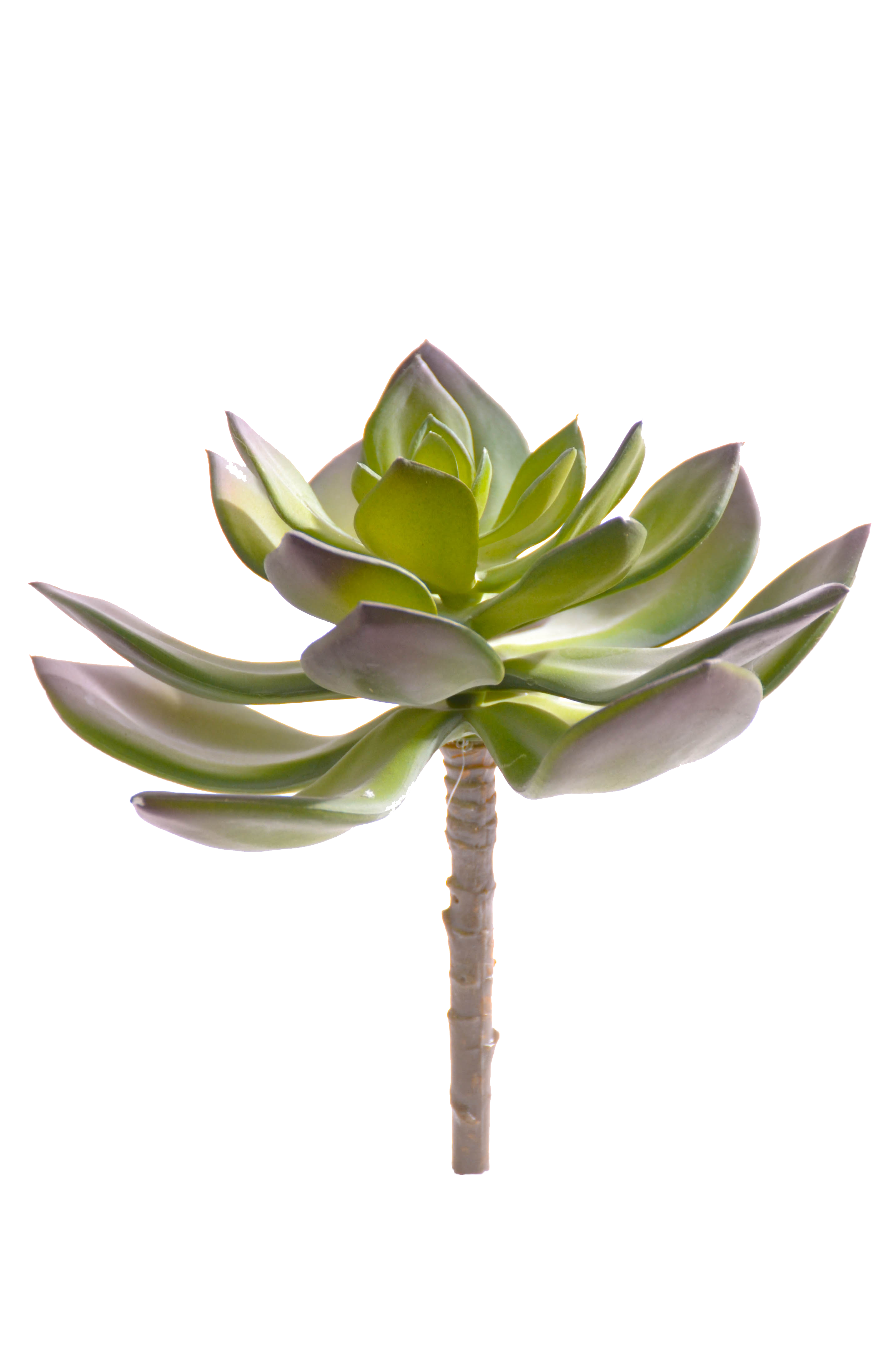 6" Echeveria Pick Green/burgundy