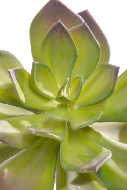 6" Echeveria Pick Green/burgundy