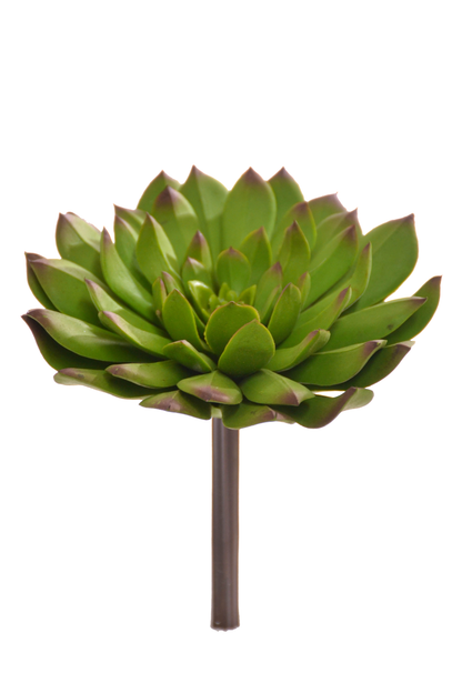 6" X 6" Echeveria Pick Green