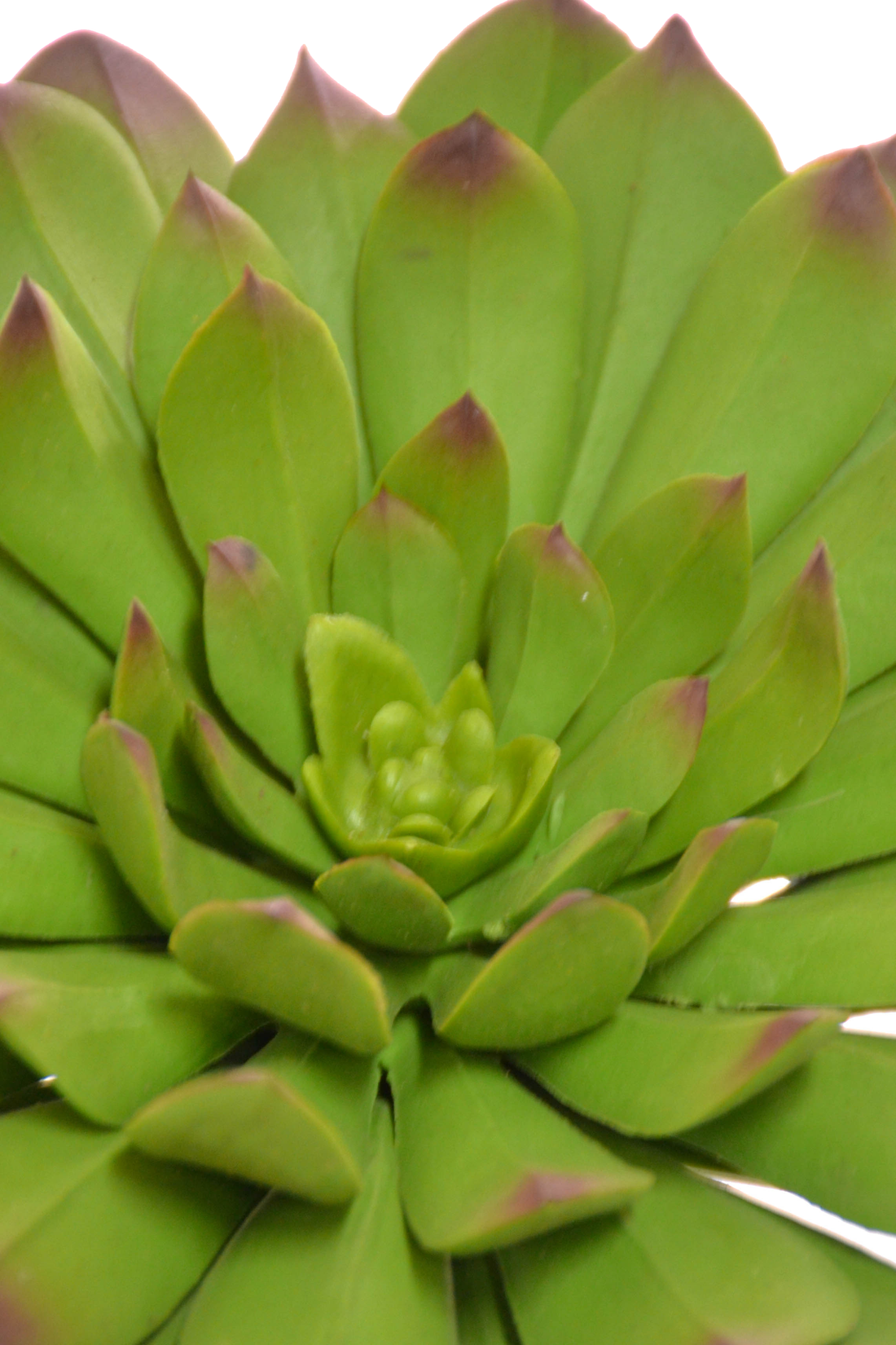 6" X 6" Echeveria Pick Green