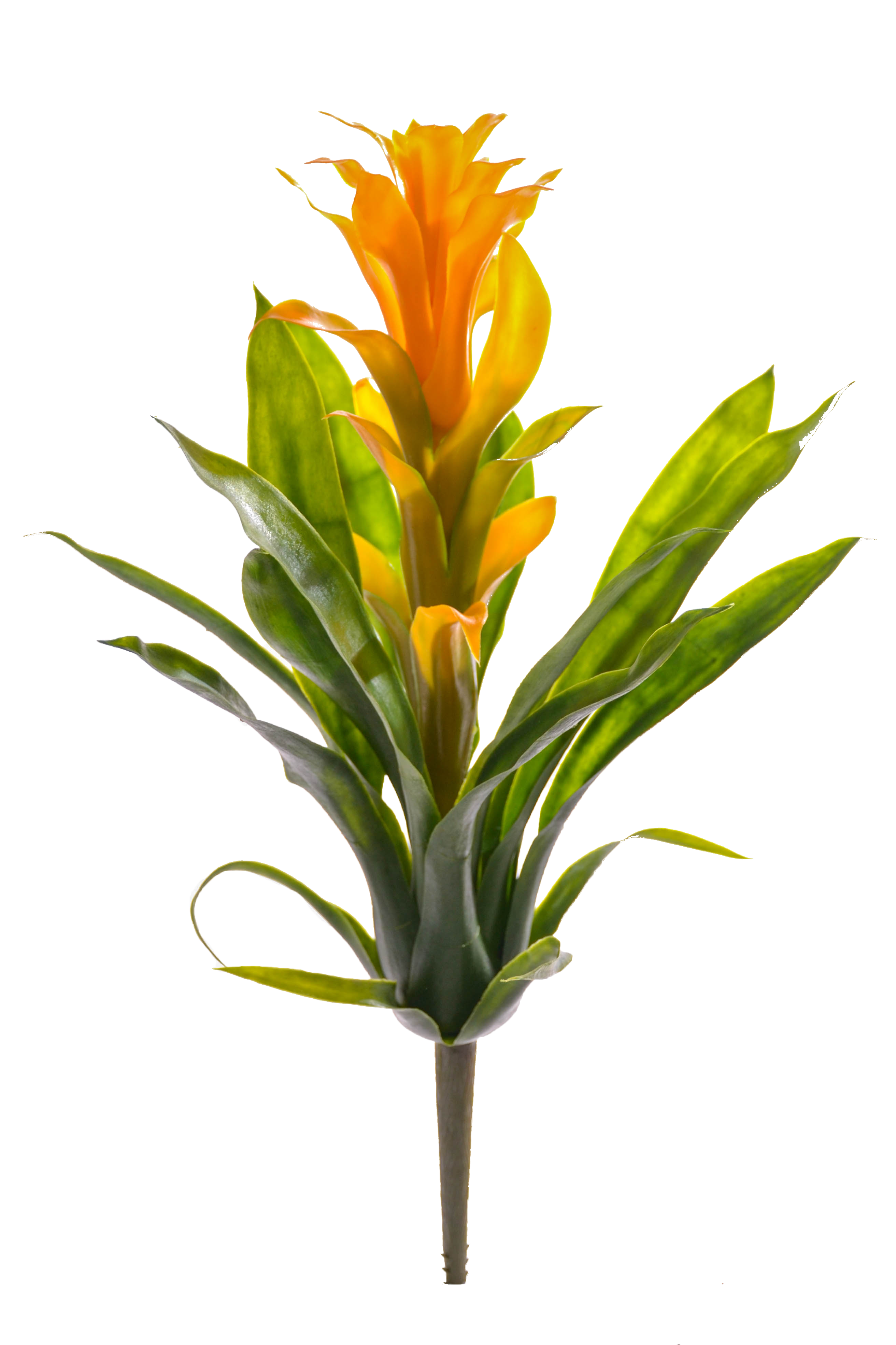 14" Bromeliad Plant Yellow/green