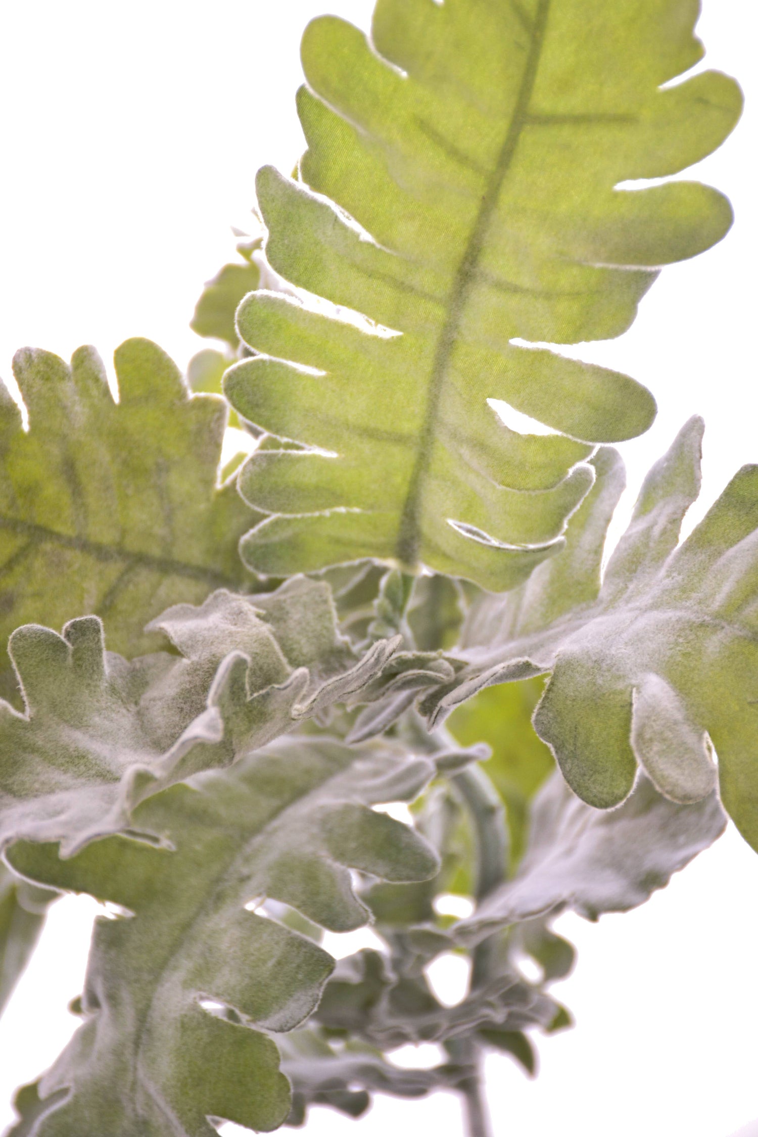 19" Dusty Miller Spray Green/grey