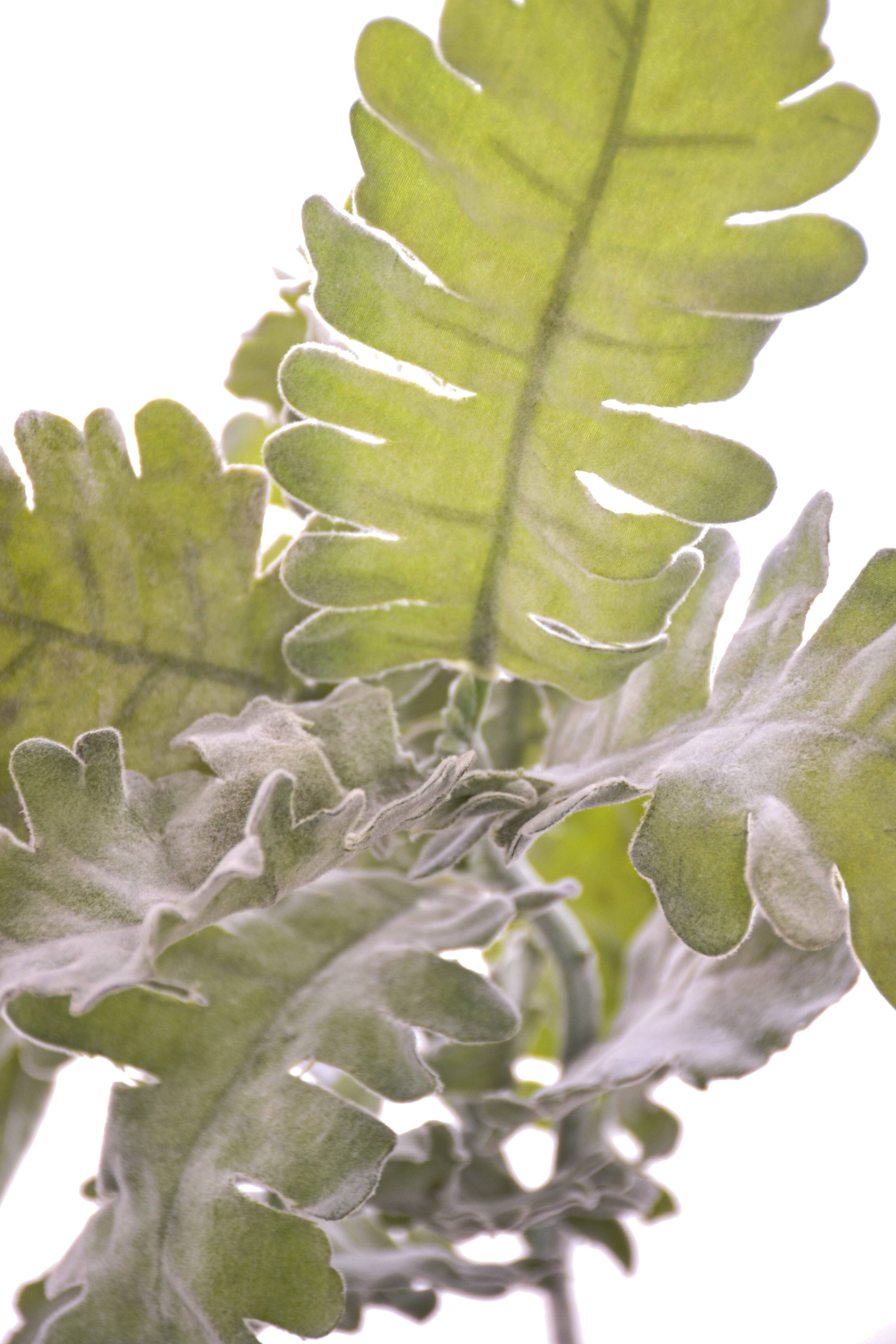 19" Dusty Miller Spray Green/grey