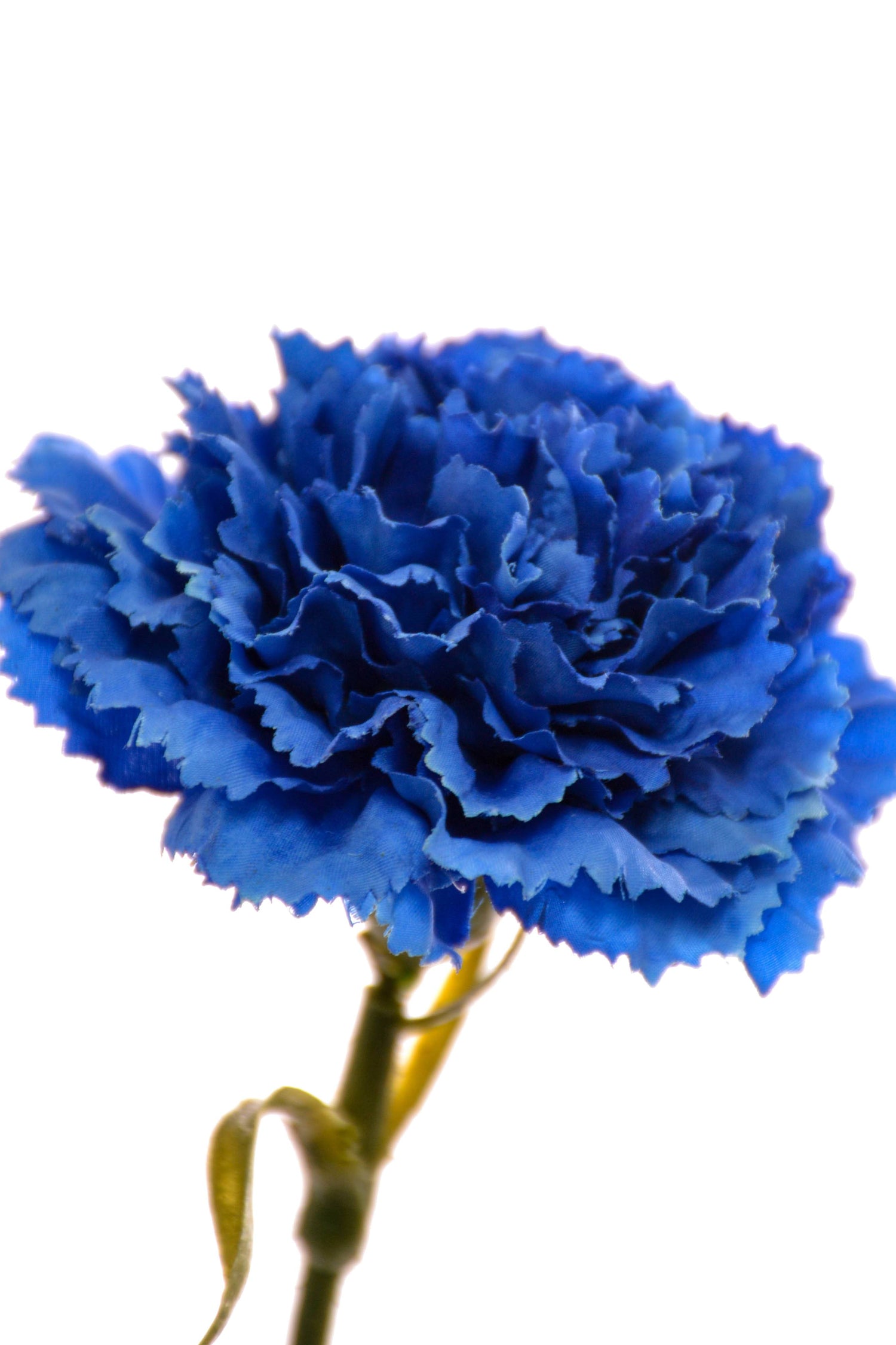 21.5" Carnation Spray Blue