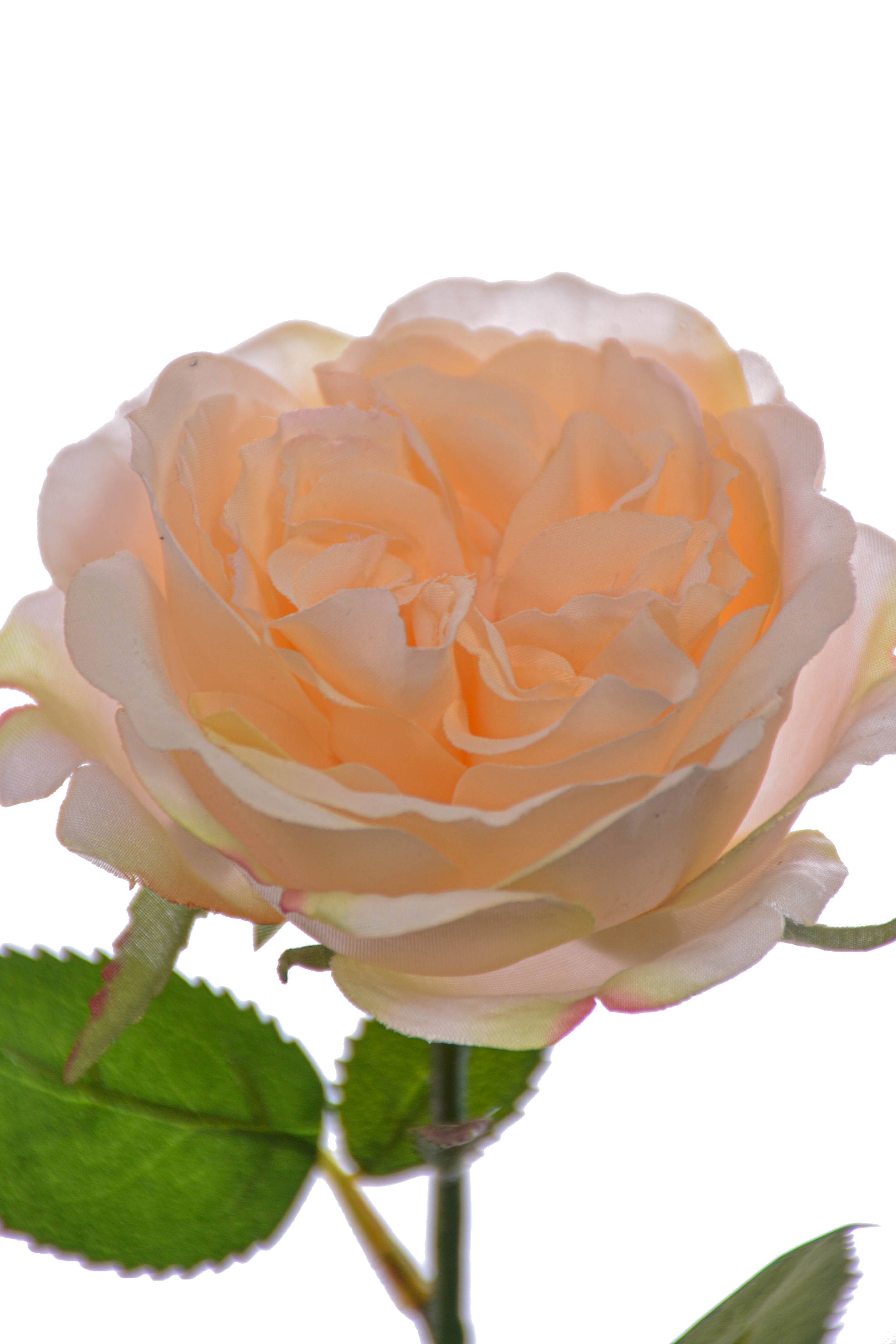 20.5" Rose Spray Pastel Apricot