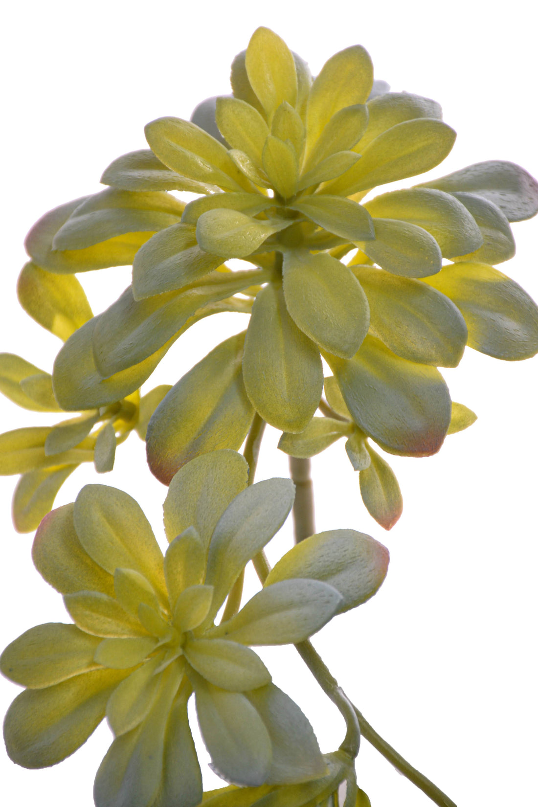 11.8" Soft Aeonium Pick Green/grey