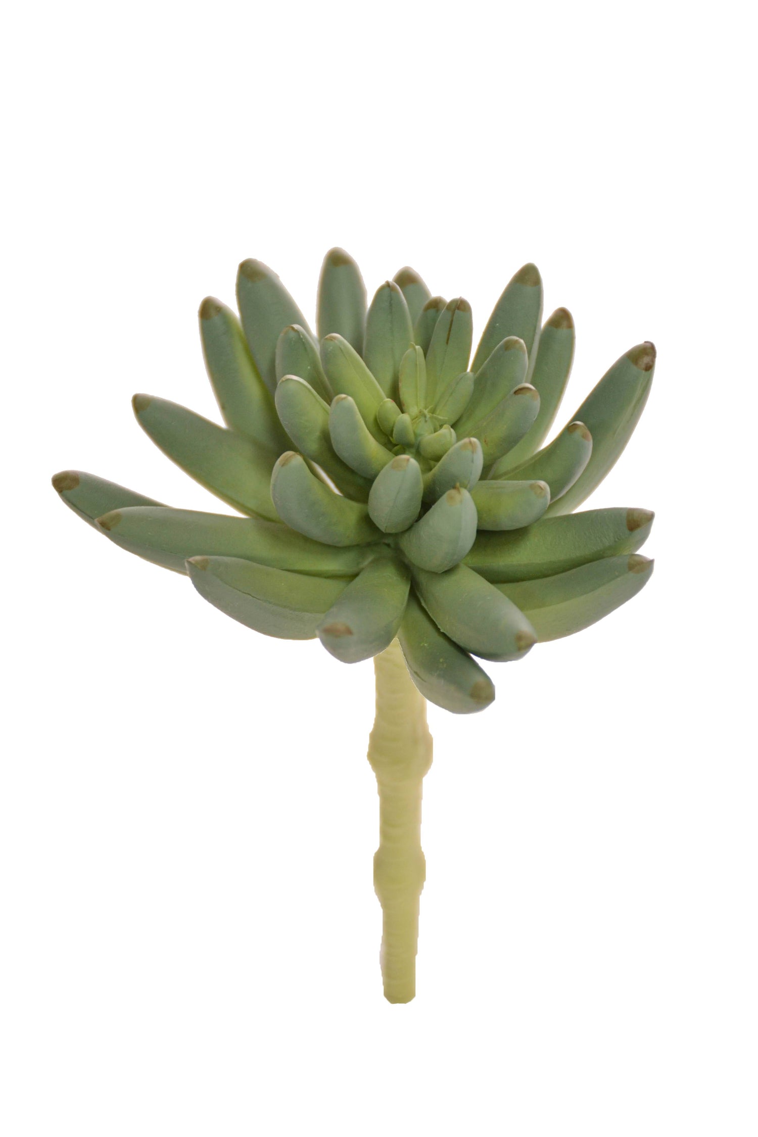 6" St.spike Aeonium Pick Green/grey