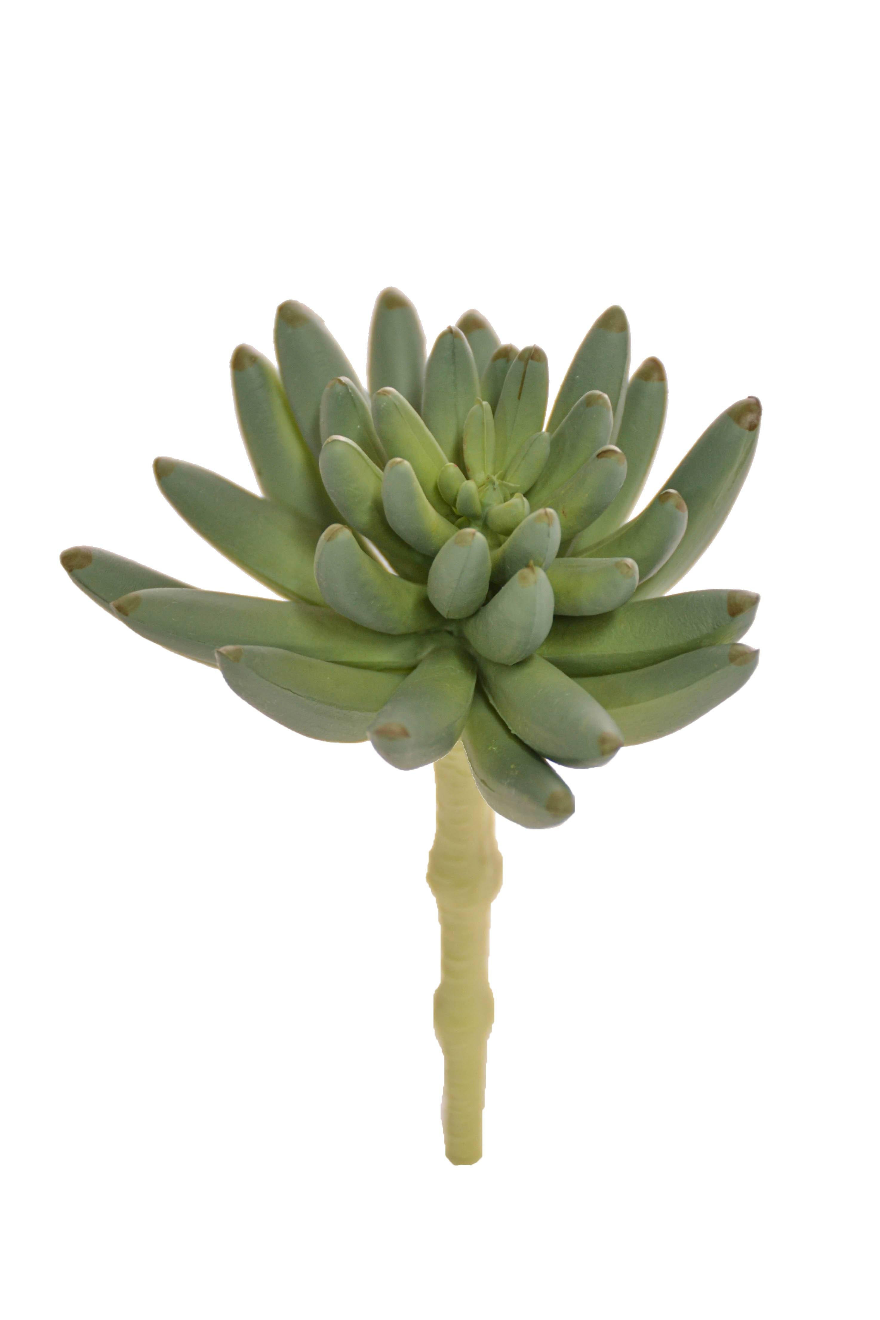 6" St.spike Aeonium Pick Green/grey