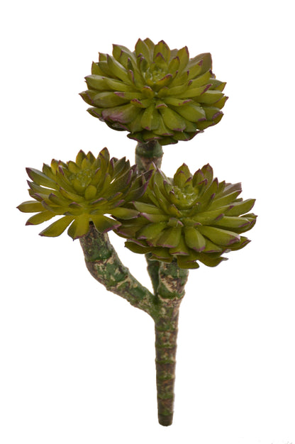 7" Echeveria Pick Green/burgundy