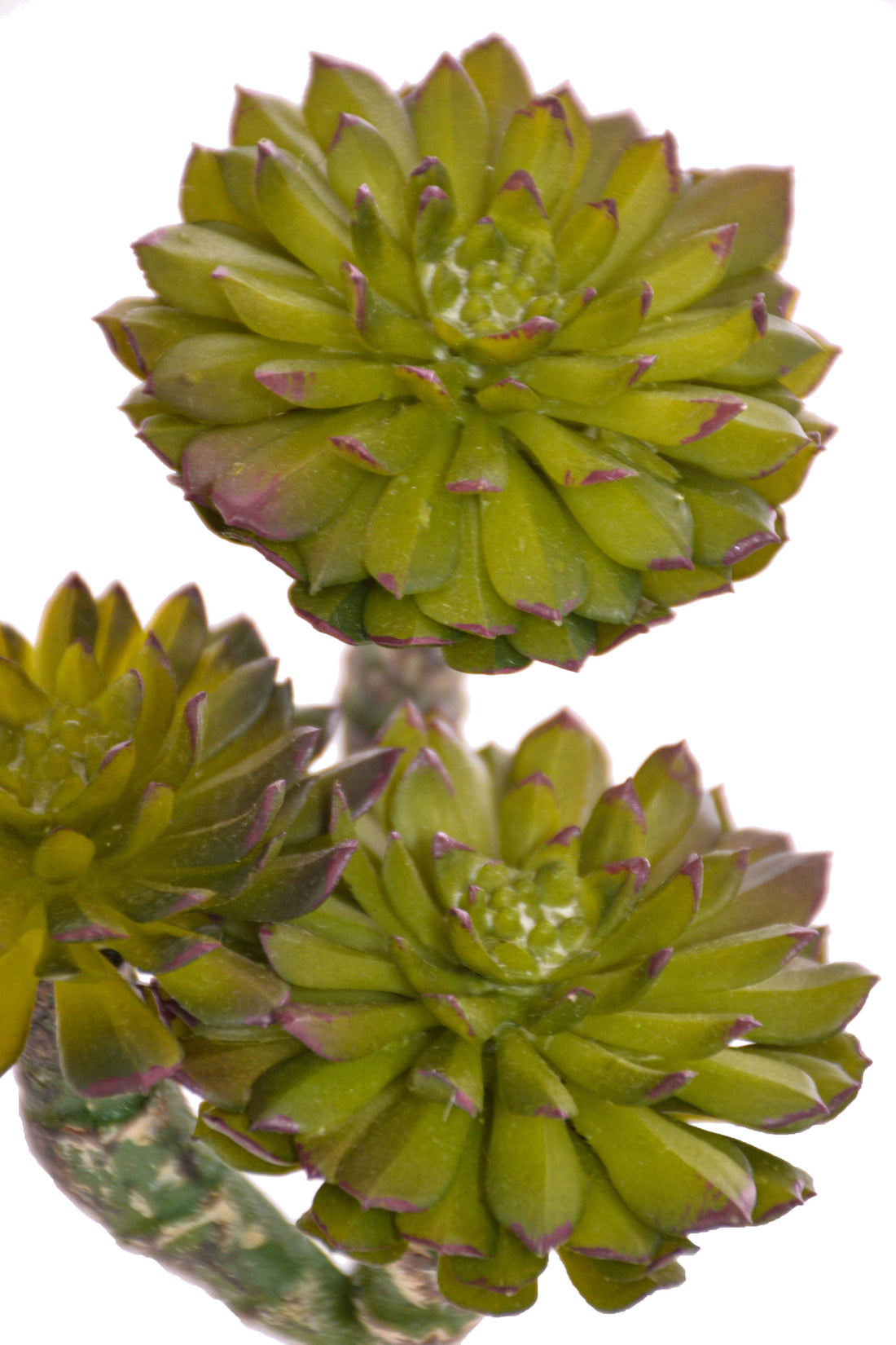 7" Echeveria Pick Green/burgundy