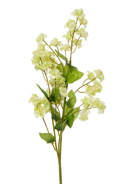 19" Double Baby Breath Cream/green Pkg/6