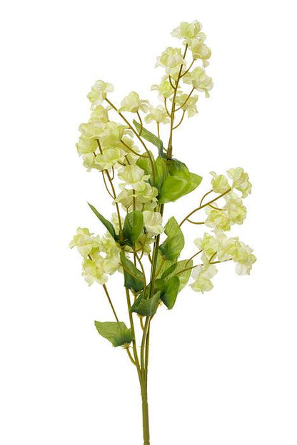 19" Double Baby Breath Cream/green Pkg/6