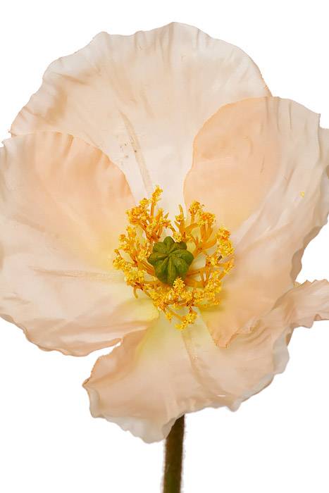 24&quot; Silk Poppy Spray Peach