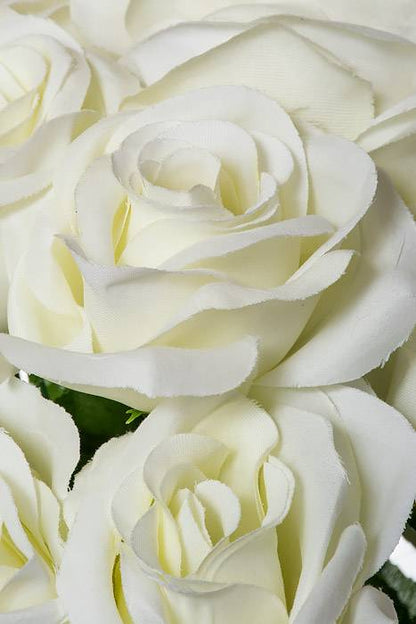 22" Silk Mirco Peach Rose Bush X18 Cream