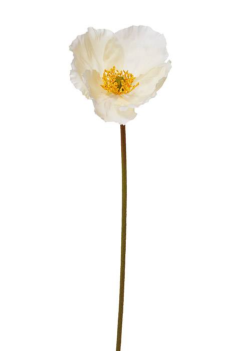 24&quot; Silk Poppy Spray Cream