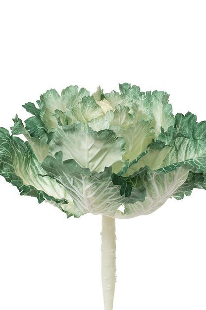 11.5" Ornamental Cabbage Cream/green