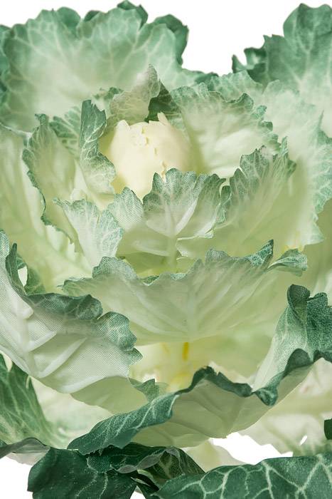 11.5" Ornamental Cabbage Cream/green