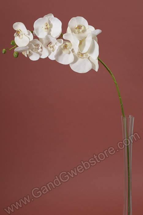 33.5" Phalaenopsis Stem White