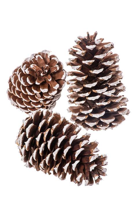 3 - 4"  Medium Pine Cones