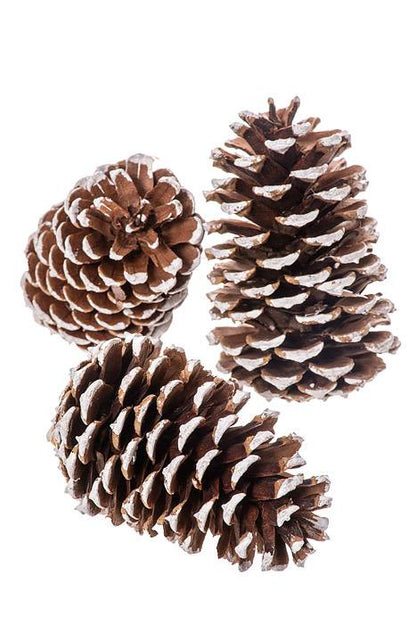 3 - 4"  Medium Pine Cones