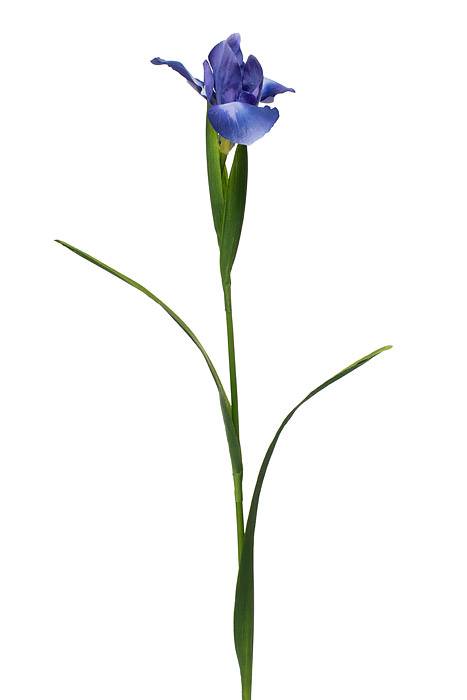 29.5" Silk Iris Spray Helio