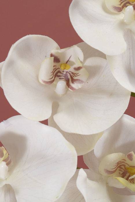 33.5" Phalaenopsis Stem White