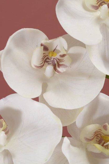 33.5" Phalaenopsis Stem White