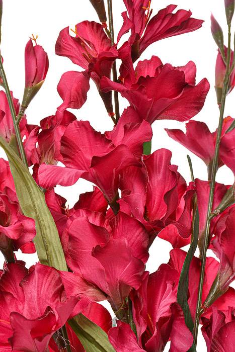 30" Satin Gladiolus Bush Beauty
