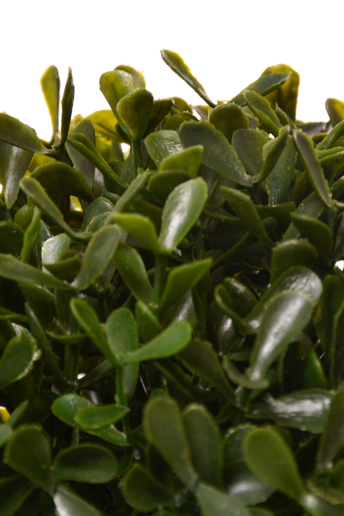 7" Boxwood Ball Green